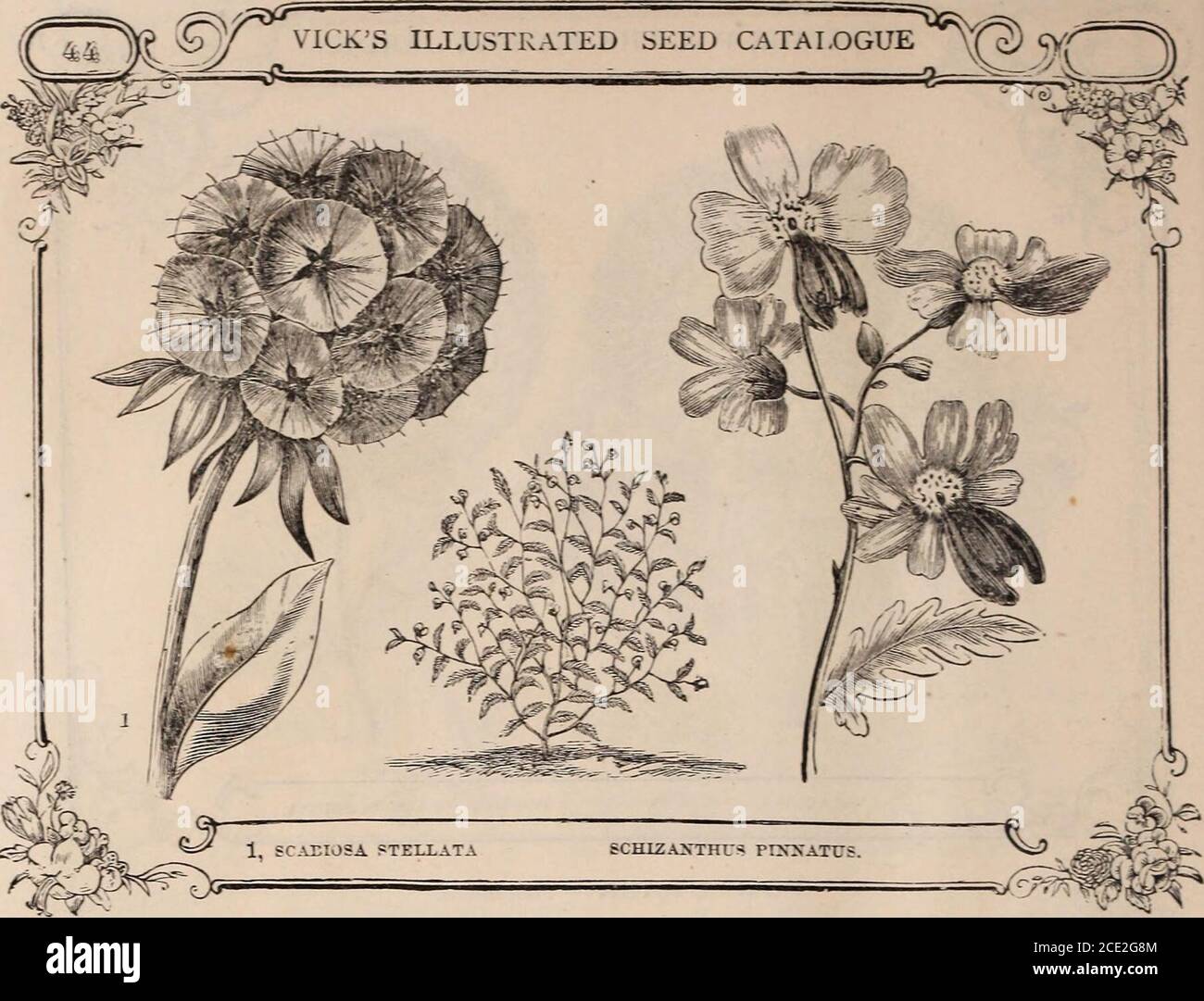 . Vick's illustrated catalogue and floral guide, 1871 . foliage, beautiful; 6 feet, 10 purpureus, purple, magnificent; 6 feet, 10 Borboniensis, beautiful; splendid large leaves; 15 feet, 10 sanguineus, blood red stalks, scarlet fruit; one of the best; 5 feet, 5 Africanus hybridus, new and fine; stalk and fruit rose; 6 feet, 10 giganteus, new ; very large, fine and showy; 6 feet, 10 New species from the Philippines; gigantic leaves; 6 to 10 feet, 15 nanus microcarpus, dwarf, only 2 to 3 feet in height; fine for the outside of groups, 15 communis, (Palnia Christi,) common Castor Oil Bean, 5 SALP Stock Photo