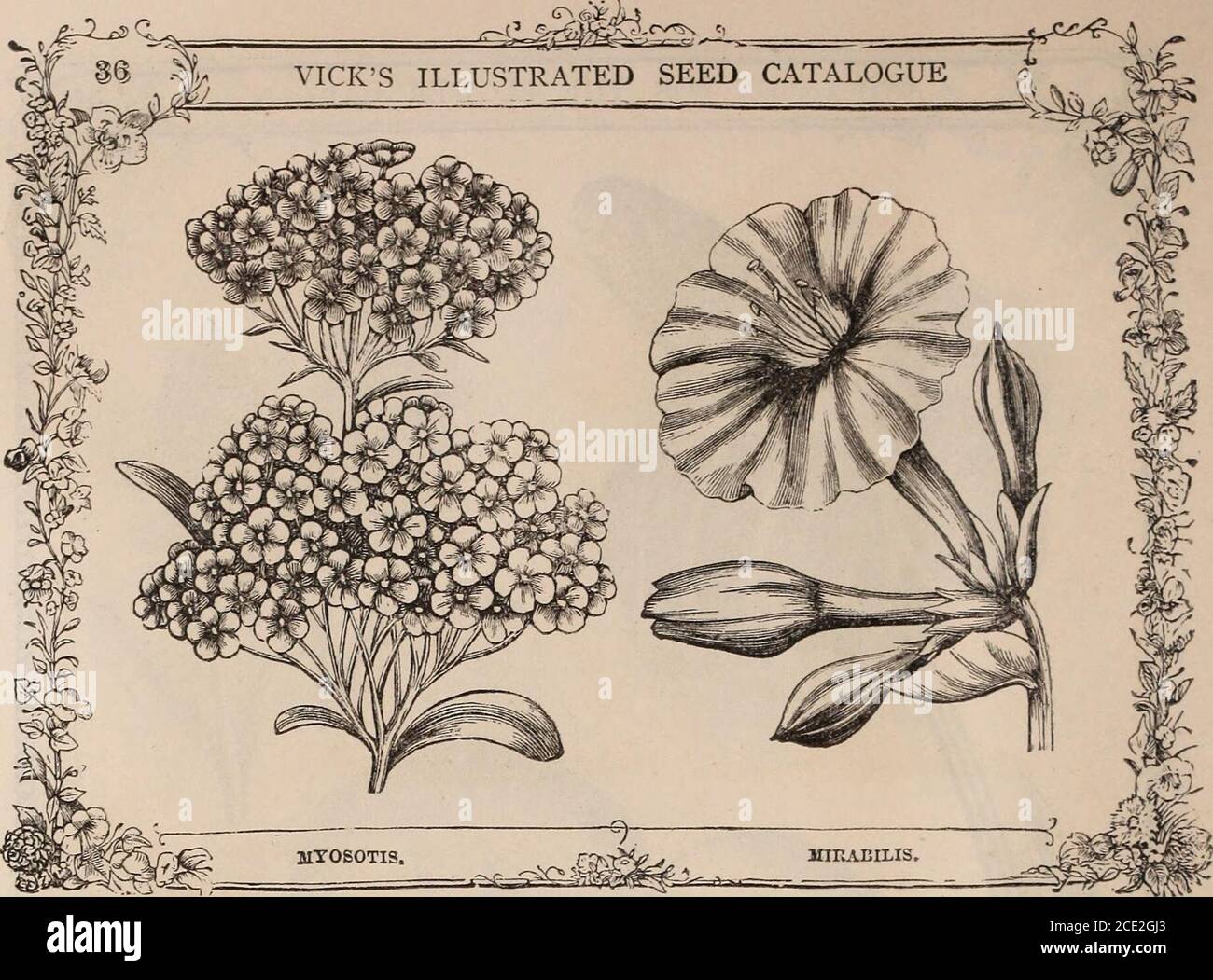 . Vick's illustrated catalogue and floral guide, 1871 . MIMULUS— Continued. pkt&gt; cts. Mimulus roseus pallidus, new and very fine, 20 cupreus, beautiful, orange and crimson, 20 hybridus tigrinus, as beautifully spotted as the finest Calceolarias, . 10 hybridus tigrinus bruneus, stems and leaves dark brown, with very large, deep yellow, dotted flowers; new, 25 hybridus tigrinus flore-pleno, a new double Mimulus from Mr. Bulls celebrated collection; flowers more durable than any other Mimulus. (Engraving, p. 84.) 50 cardinalis, fine scarlet, 10 moschatus, (Musk Plant,) 10 quinquevulnerus maxim Stock Photo
