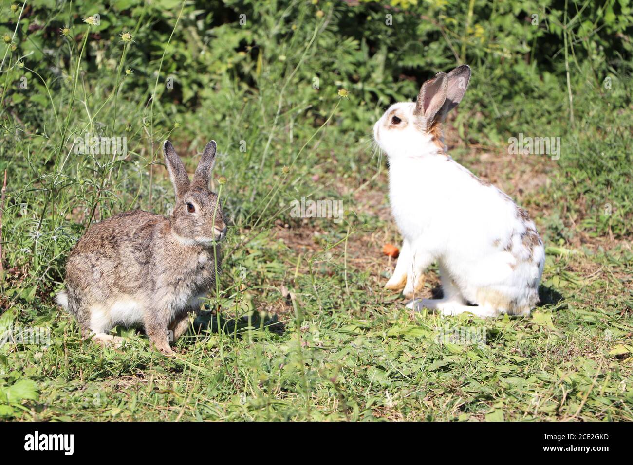 Rabbit feeding in vegetation hi-res stock photography and images - Alamy