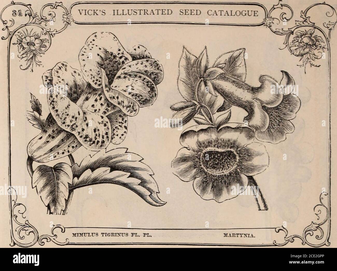 Vick's illustrated catalogue and floral guide, 1871 . rs single
