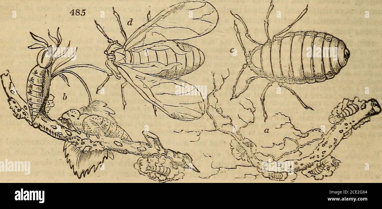 Frail Insect . An encyclopædia of gardening; . is in general termed a blight ...