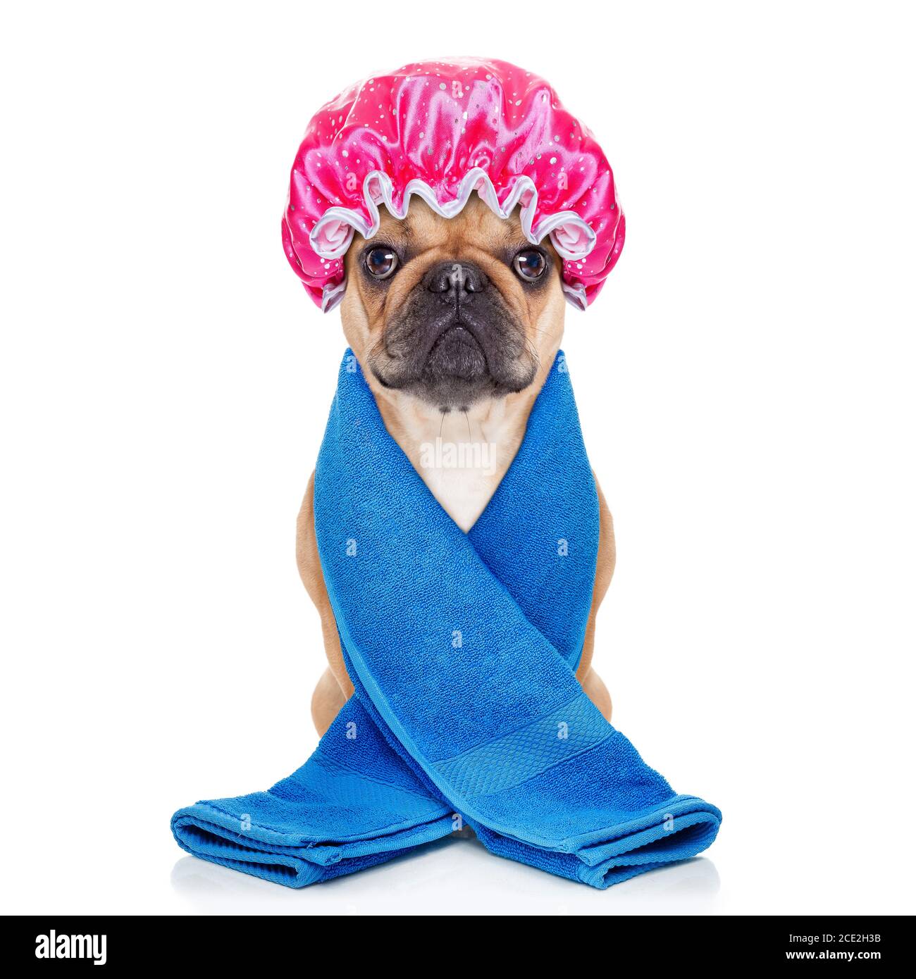 shower dog Stock Photo Alamy