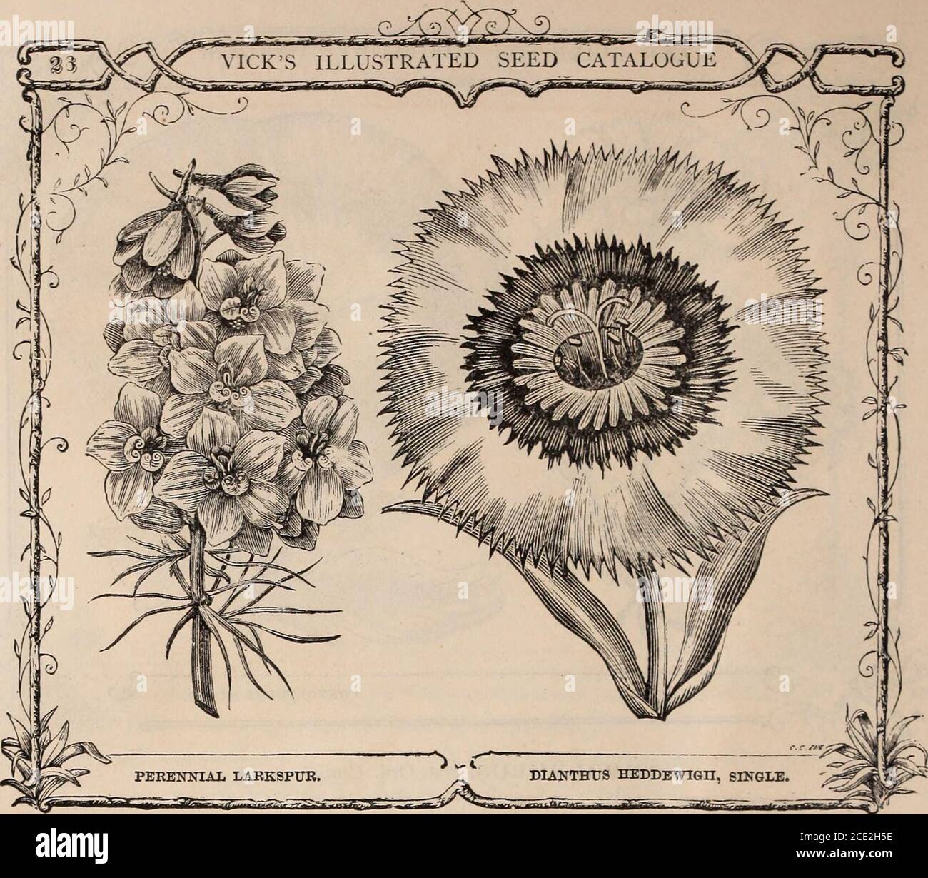 . Vick's illustrated catalogue and floral guide, 1871 . eight or ten inches apart. Crepis barbata, light yellow and bright purple, . 5 rubra, red, 5 Drummondii, deep pink ; good, 5 flore-albo, white, 5 Mixed, . . . . .... . ... . 6 DATURA, Nat. Ord. Solanacea. A class of plants not much in favor, because the poorer varieties only have been generallycultivated. Some of the best are curious and beautiful. Should be treated as half-hardyannuals. D. Wrightii will endure the winter and flower for a number of years. Rathercoarse, branching plants, two feet in height, and should be set some eighteen Stock Photo