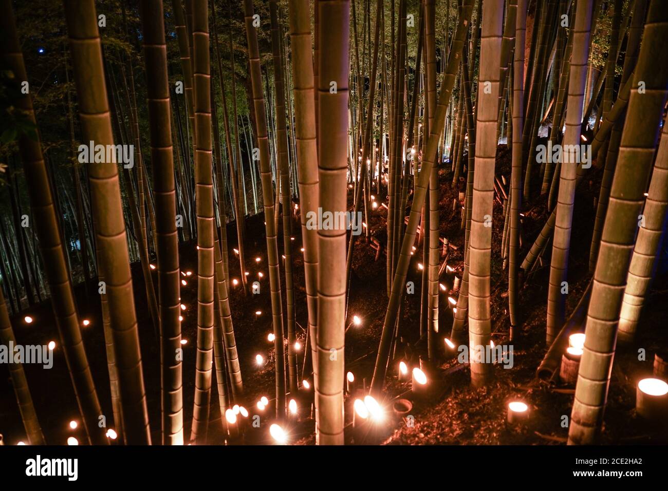 Small-diameter light-up of the bamboo grove (small desk Castle forest of citizen) Stock Photo