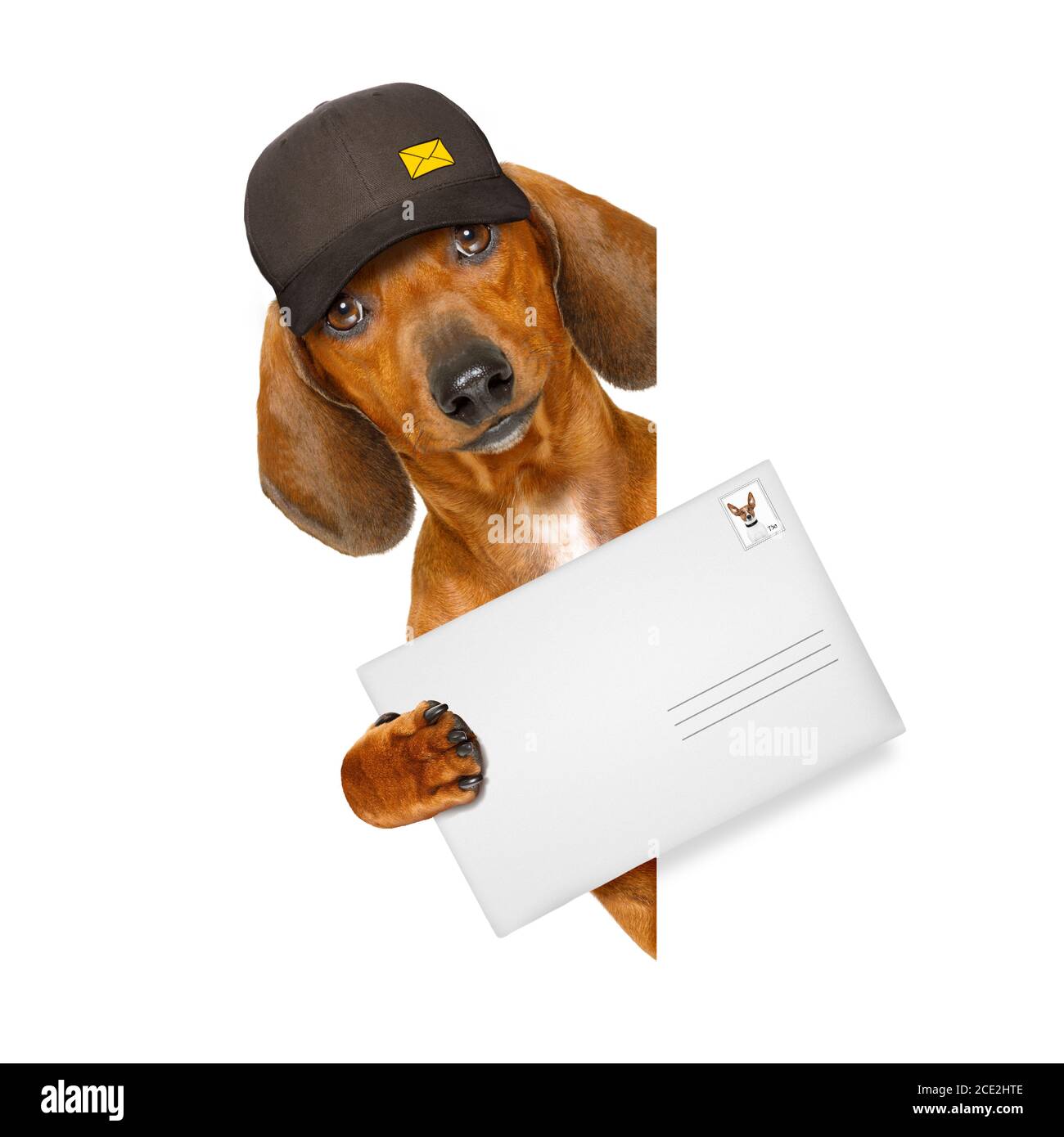 post delivery dachshund sausage dog Stock Photo Alamy