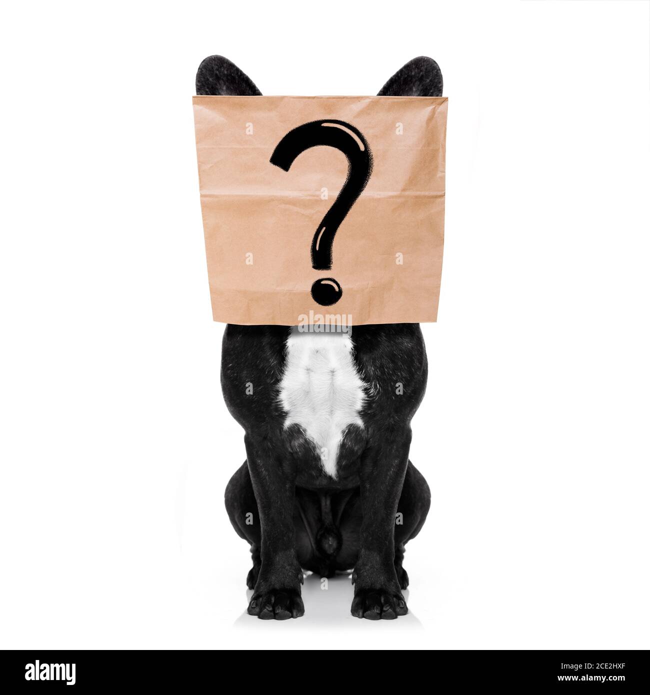 question mark dog Stock Photo - Alamy