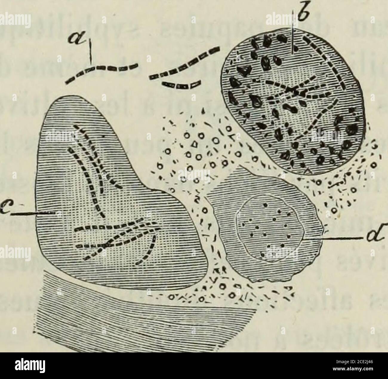 Fig 7 High Resolution Stock Photography And Images Page 59 Alamy