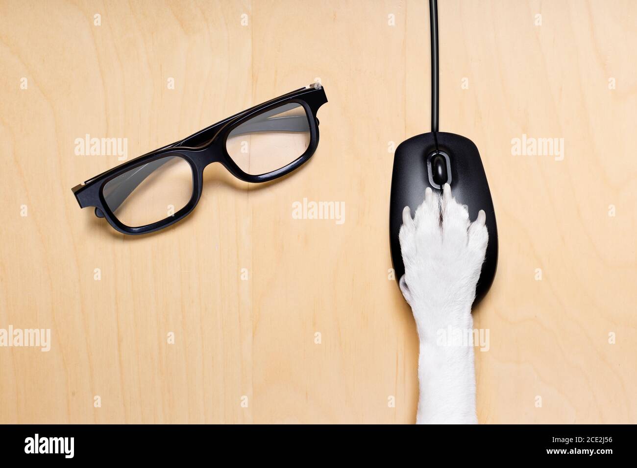 click with paw on computer mouse Stock Photo