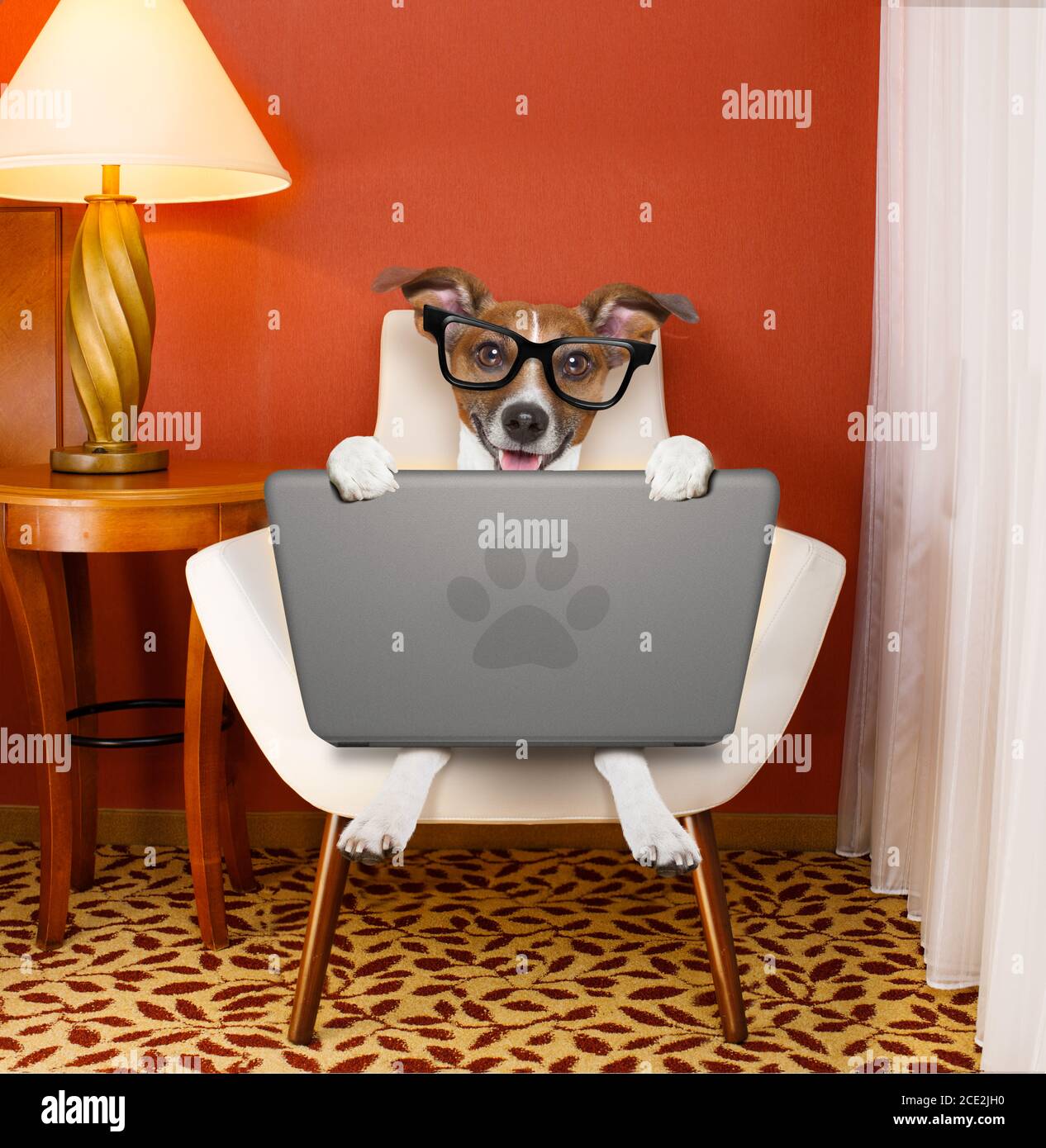 dog with laptop pc computer Stock Photo