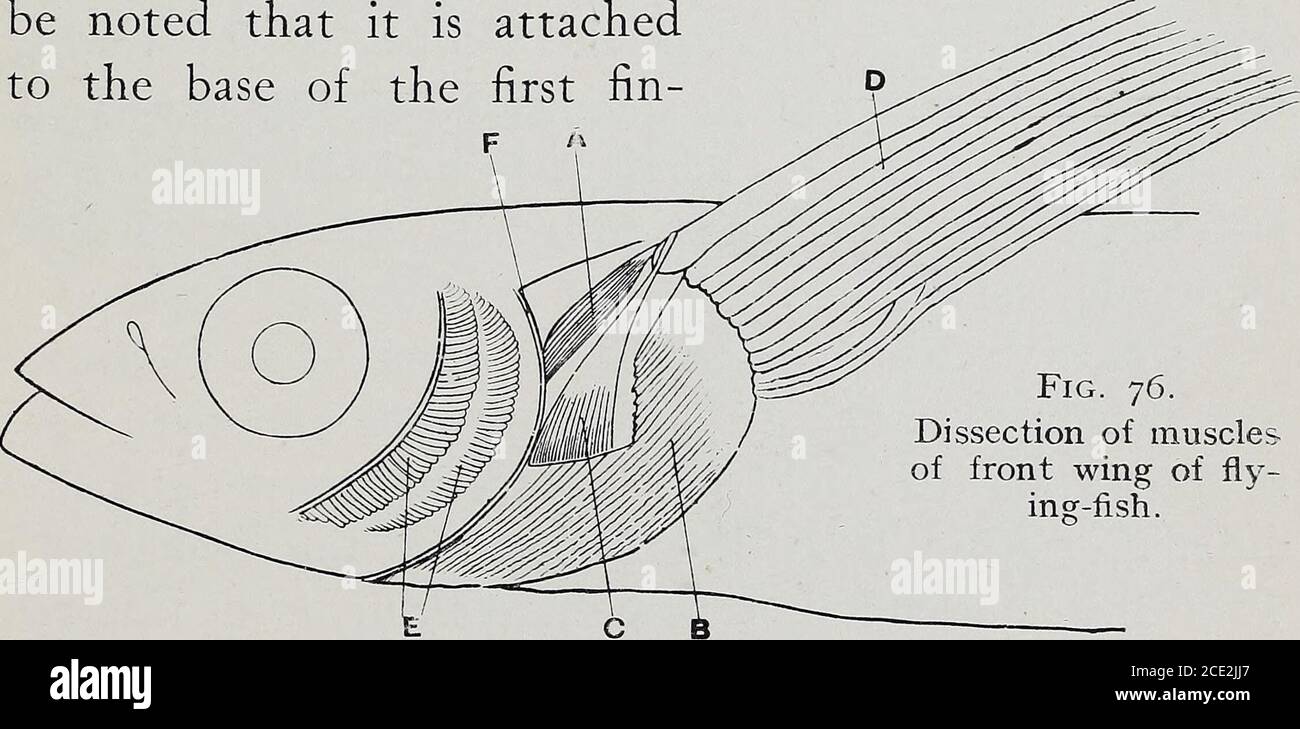 . Animal flight; a record of observation . Fig. 76. Dissection of musclesof front wing of fly- ing-fish. A. Muscle for advancing the wing. B. Superficial muscle for pulling wing downwards. C. Muscle for producing camber. (This has been exposed bycutting away part of B.) D.E. Rays of folded wing. Gills exposed by cutting awaygill cover or operculum. Shoulder girdle. ray. It only acts directly on this first fin-ray. Whenit pulls this forward, the other rays have to follow, asthey are attached to this ray by the membrane of thewing. Immediately beneath the skin is a large flat 24o ANIMAL FLIGHT. Stock Photo