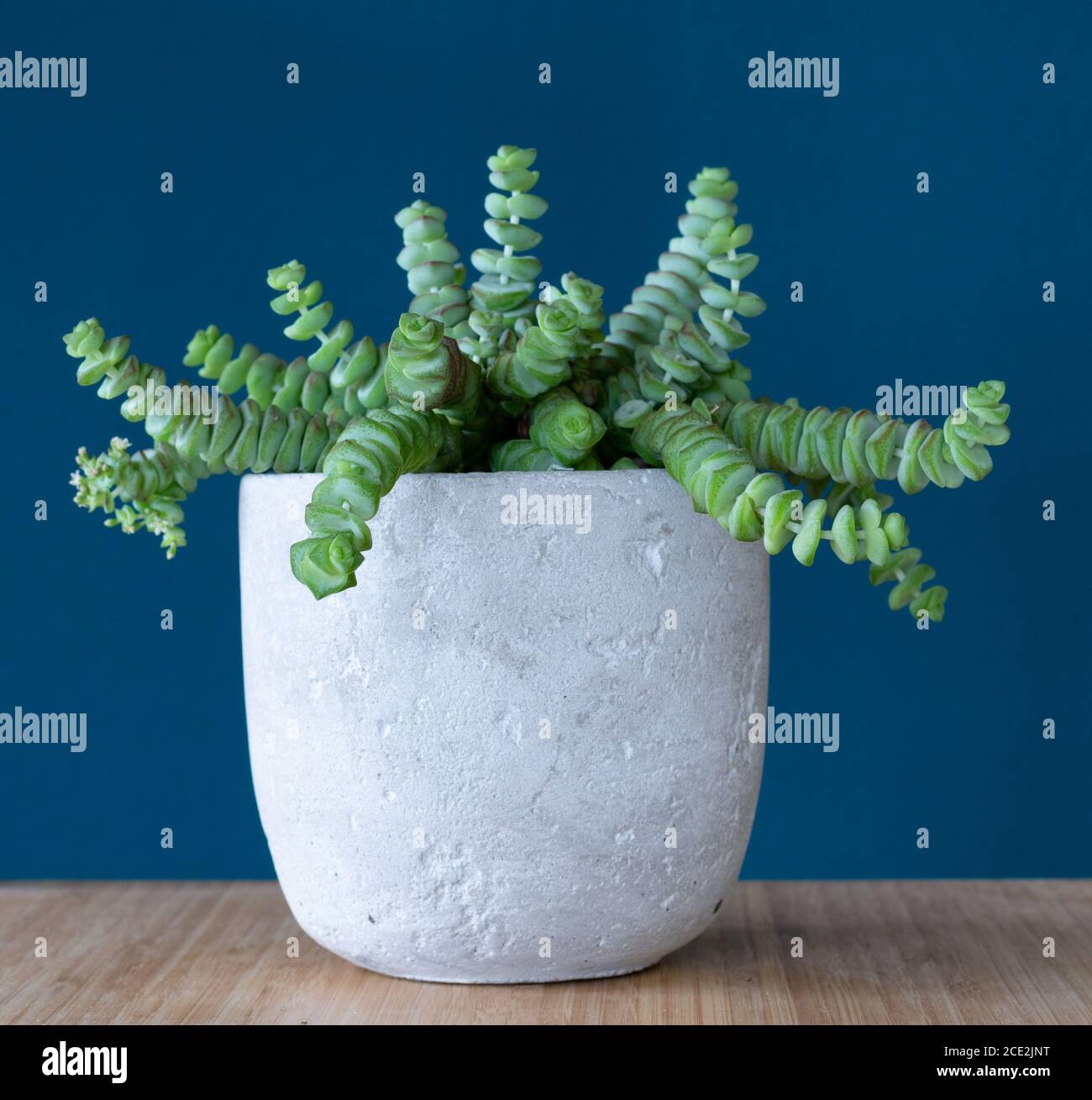 Crassula shop imitation jewellery