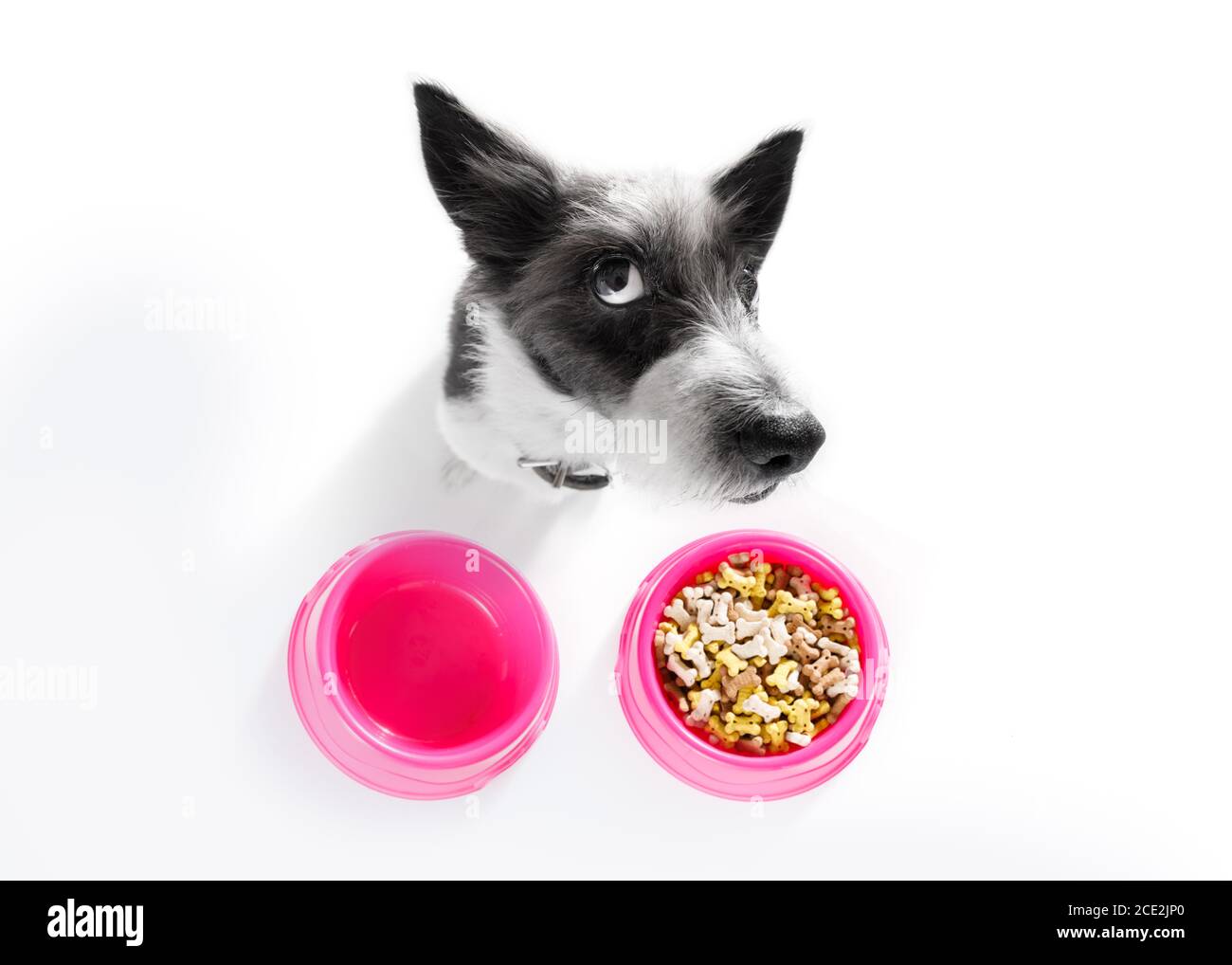 hungry dog with food bowl Stock Photo