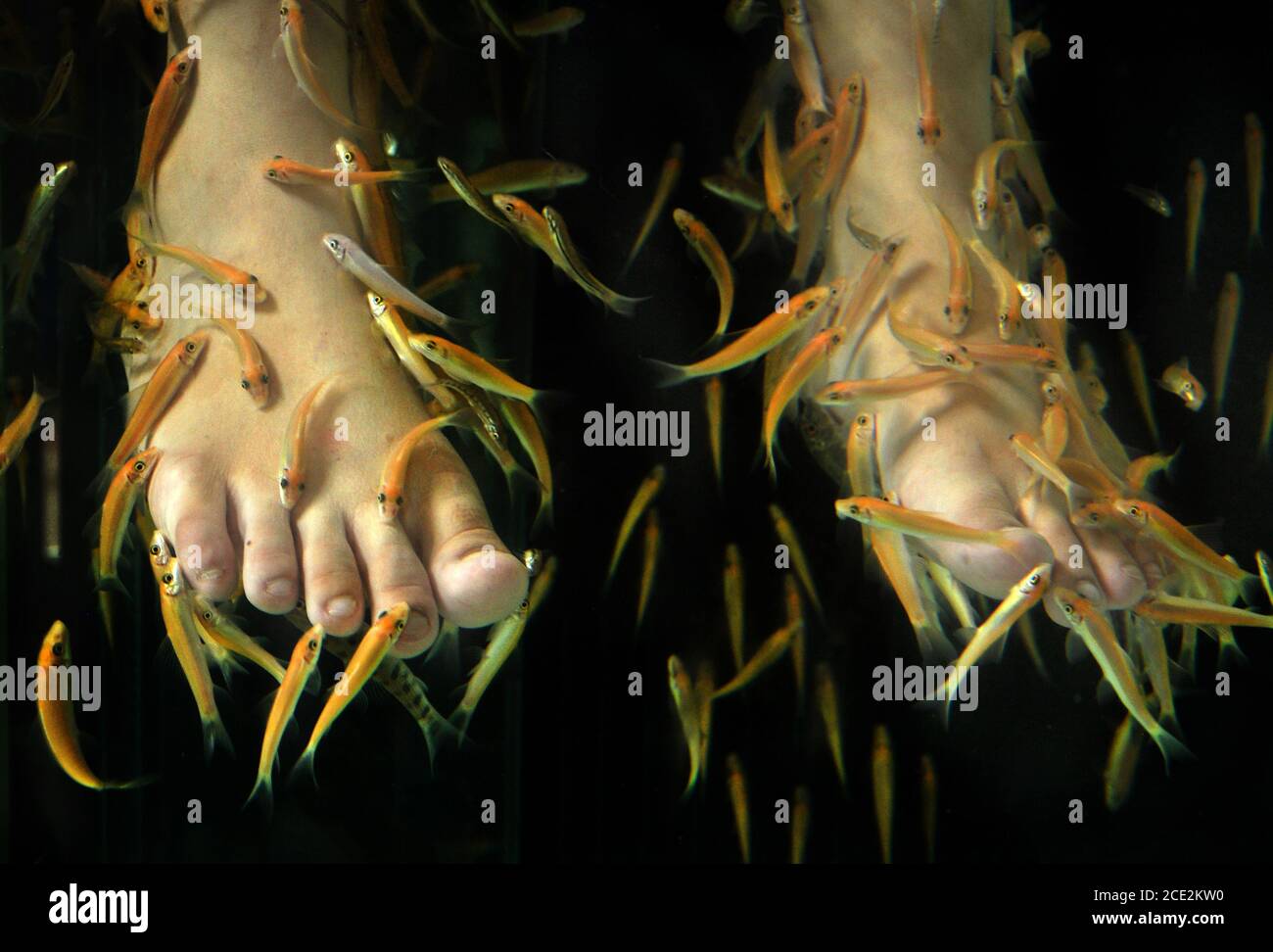 Skin Eating Fish For Tanks