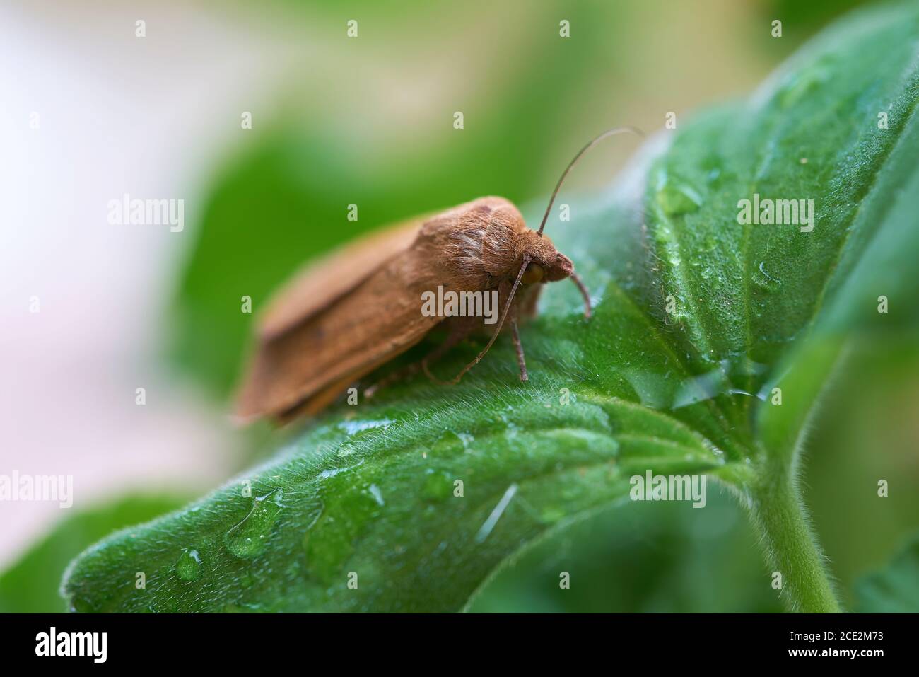 Owlet moth (noctua comes) on the leaf of a geranium after a rain Stock Photo