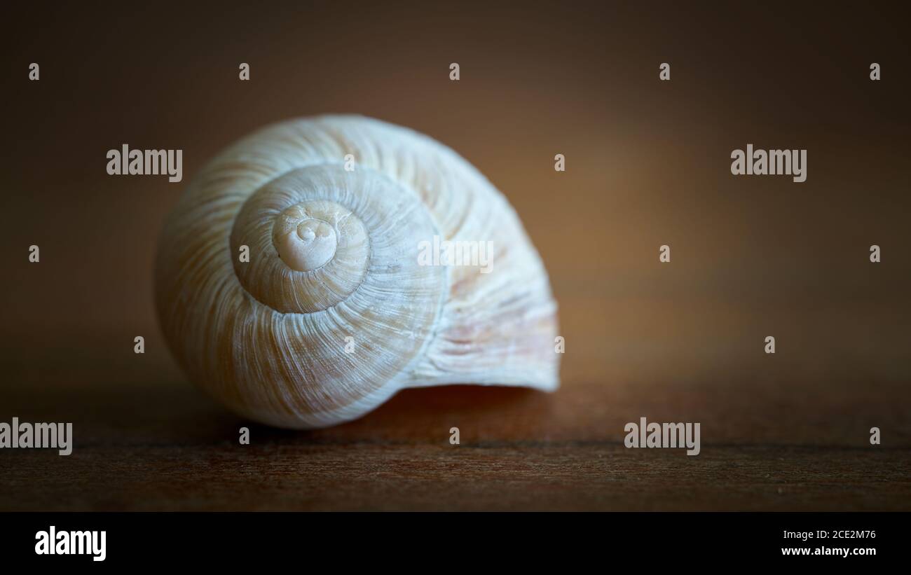 empty snail shell as decoration on a wooden table Stock Photo