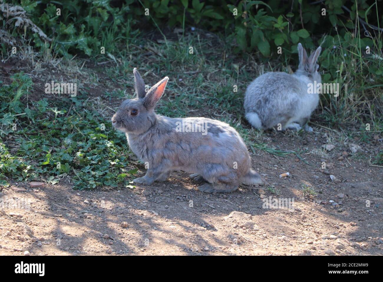 Rabbits green leaves hi-res stock photography and images - Alamy
