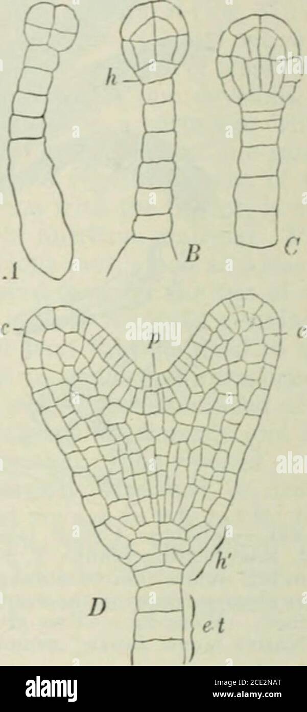 . Plants and their uses; an introduction to botany . Fig. 382.—Climbing Buckwheat (Polygonum Convolvulus, BuckwheatFamily, Polygonacete). Pistil (Y) duriiiK fertilization, cut verticallyto show stalk-like base (Js) of ovary; stalk of ovule (fu); end of .stalk(.cha); the nucellus (nu), the micropyle, or opening to the nucellus {mi);the inner integument (.ii); the outer integument (ie); the embrjo-sac(e); nucleus of the embryo-sac (ek); the egg-apparatus (ei) consistingof three cells, the lower one being the egg-cell and the two others com-panion cells which are thought to represent rudimentary Stock Photo