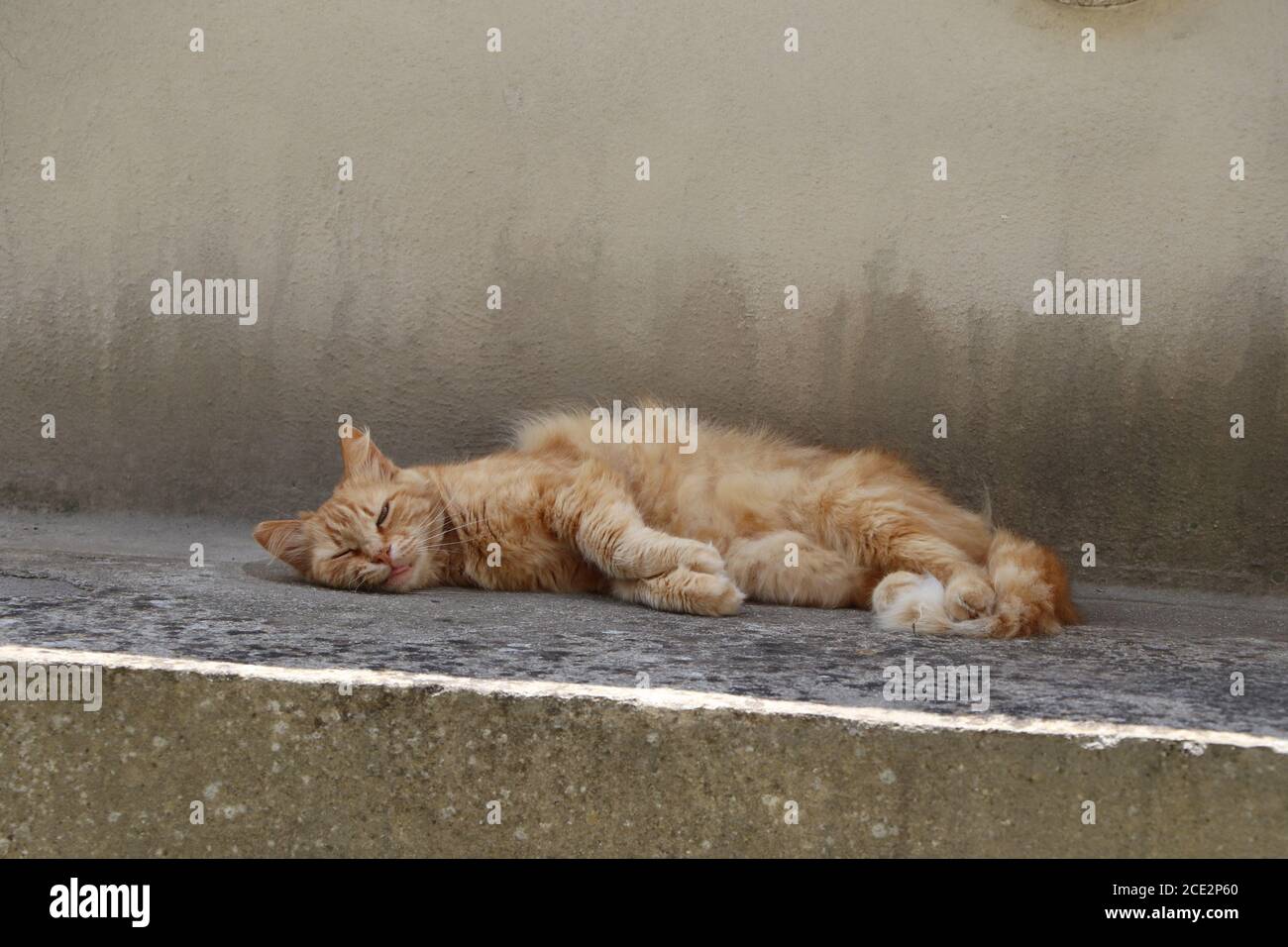 ginger cat relaxing in the garden Stock Photo