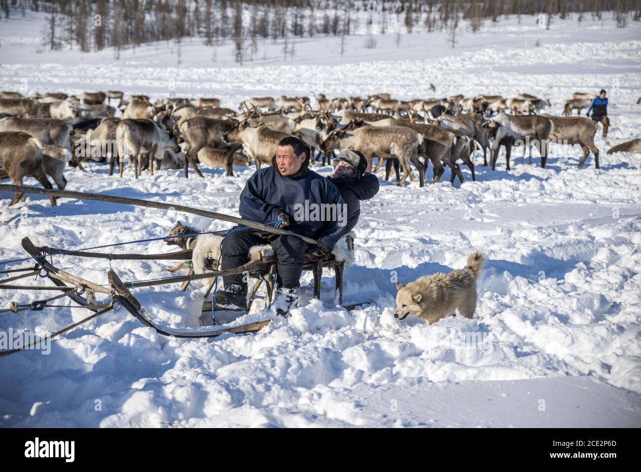 A nenet adult man driving a wooden sled pulled by reindeers, Yamalo-Nenets Autonomous Okrug, Russia Stock Photo