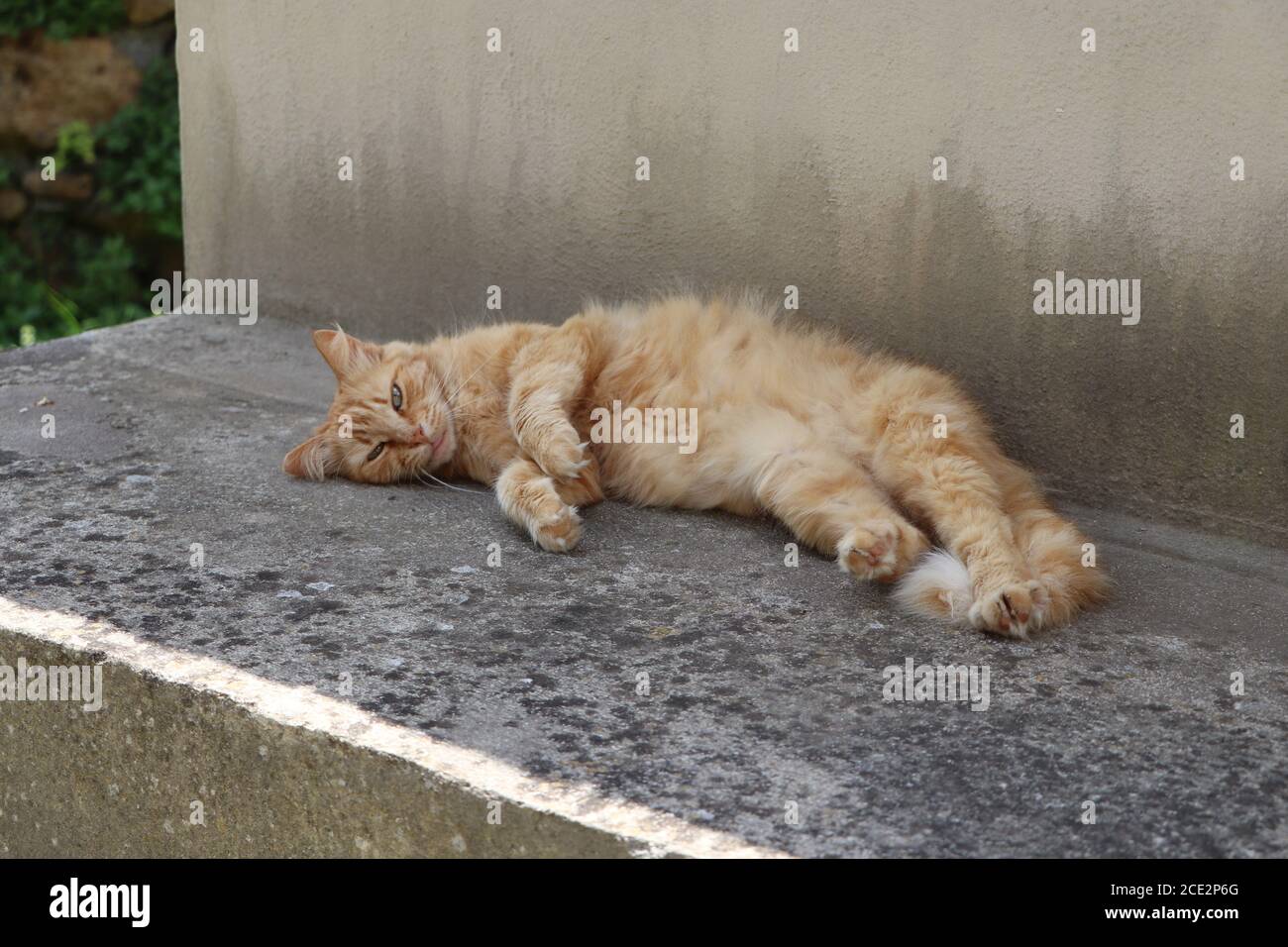 ginger cat relaxing in the garden Stock Photo