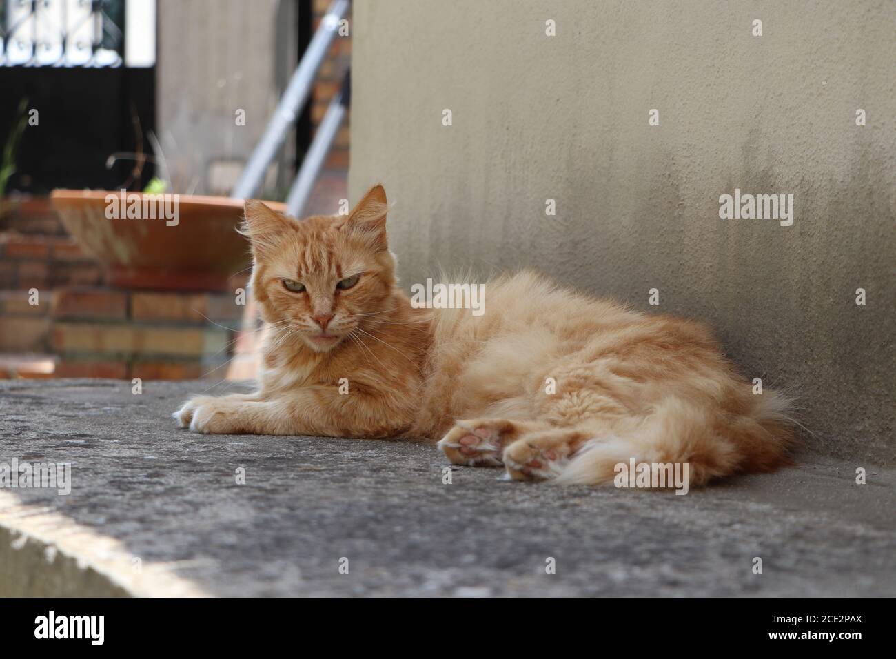 British longhair cat garden hi-res stock photography and images - Alamy