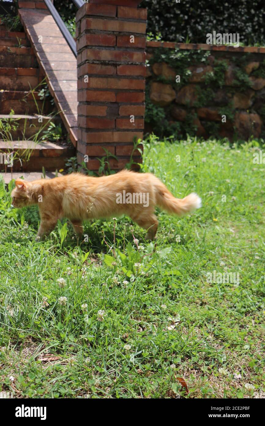 British longhair cat garden hi-res stock photography and images - Alamy