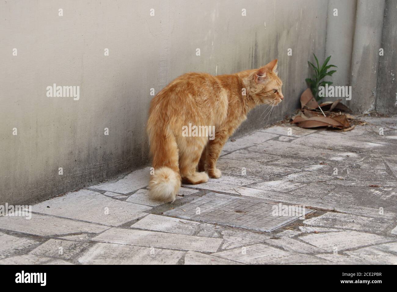 Ginger cat in grass hi-res stock photography and images - Alamy