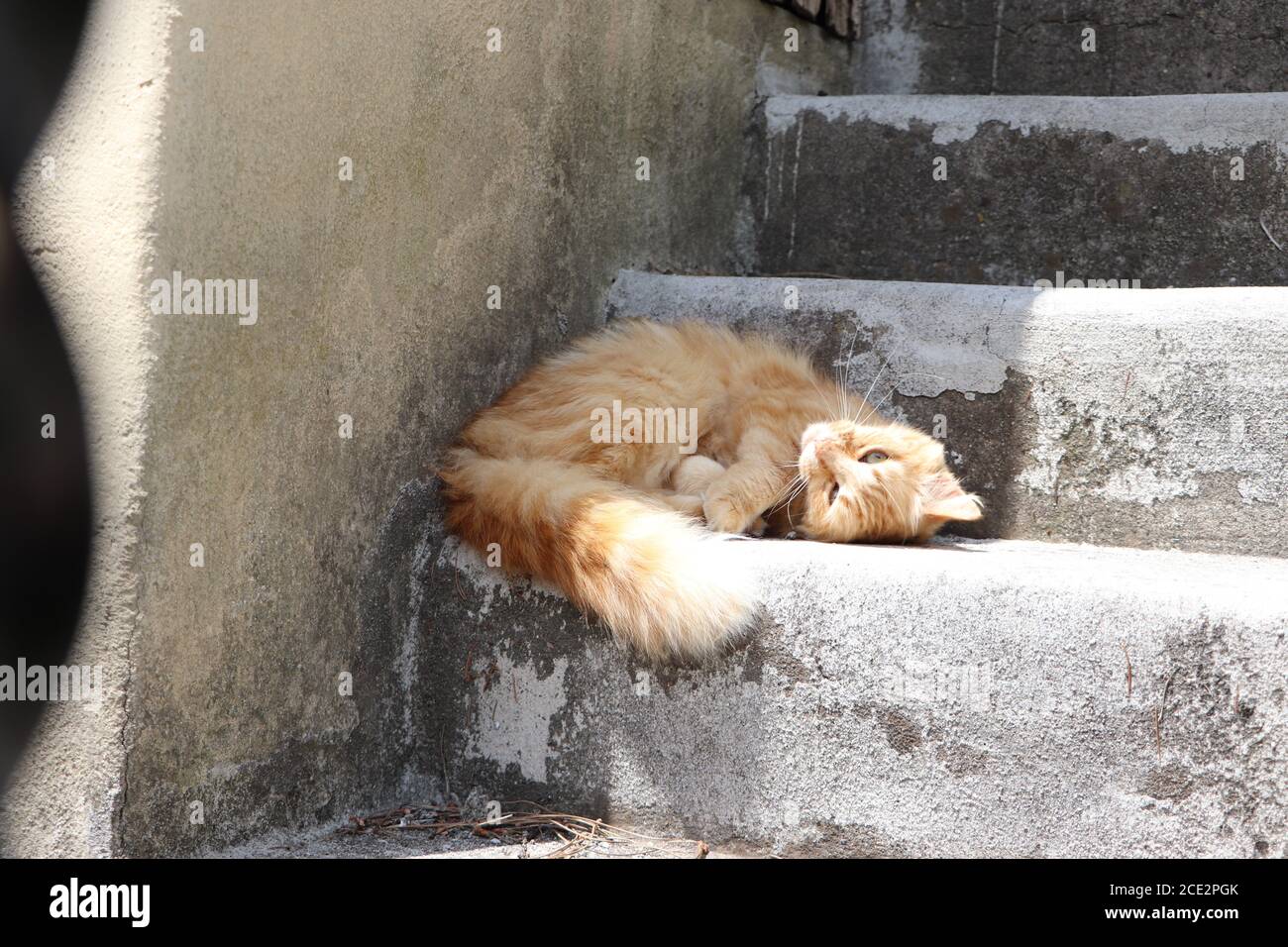 British longhair cat garden hi-res stock photography and images - Alamy