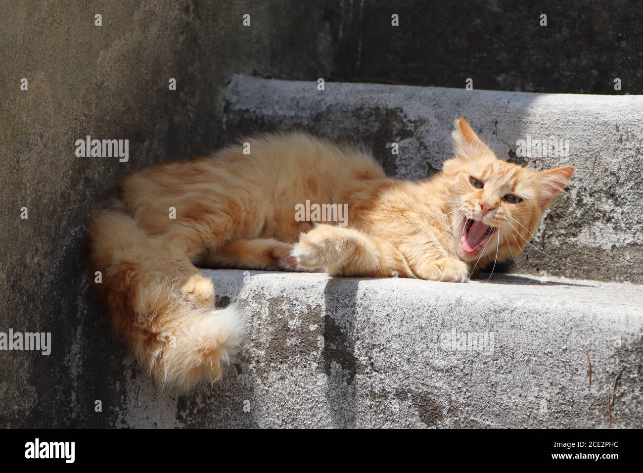 British longhair cat garden hi-res stock photography and images - Alamy