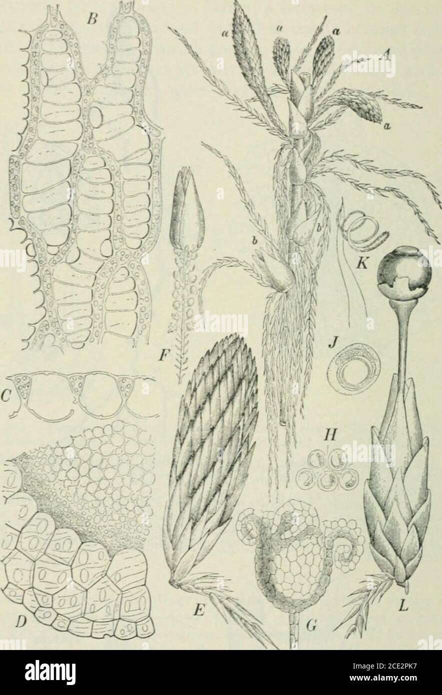. Plants and their uses; an introduction to botany . 524 LIFE-HISTORIES. Fig. 348.—Peat mosses. ,1, part of a ganietophyte, enlarged, showing malebranches (a, a, n, a) and female branrhes (h, h). B, part of a leaf (.S.cymhifolium), ^l^, showing the net-work of green cells surrounding thelarge ones which fill with water or air. C, vertical section through asmall piece of leaf (6. cuspidatum) showing the small and the largeperforated cells, f. D, cross-section through outer part of stem(S. cymhifolium) highly magnified. E, male branch of .S. acutifolium,with a vegetative branch at the base, ^,. Stock Photo