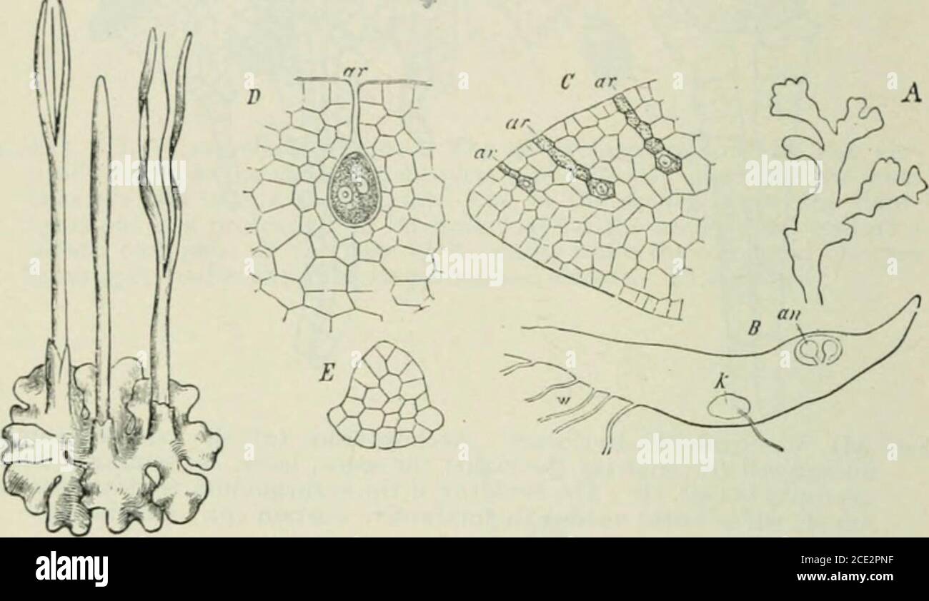 Plants and their uses; an introduction to botany . duces all the