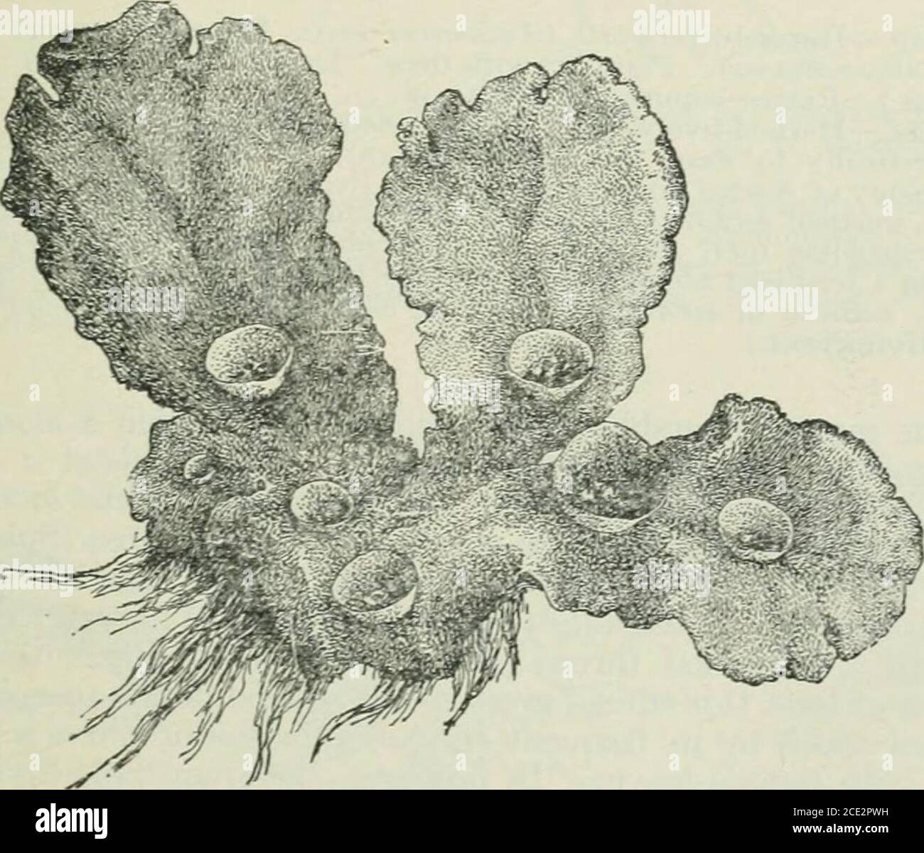 Plants And Their Uses An Introduction To Botany Fig 341 V Umbrella Liverwort Archegonium At The Left Containingan Egg Cell E And At The Right The Same Later Containing A Youngsporophyte Sp