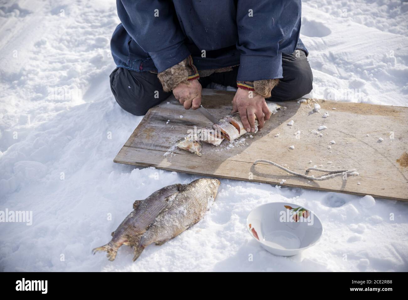 A Nenet man cutting a frozen fish in the snow, Yamalo-Nenets Autonomous Okrug, Russia Stock Photo