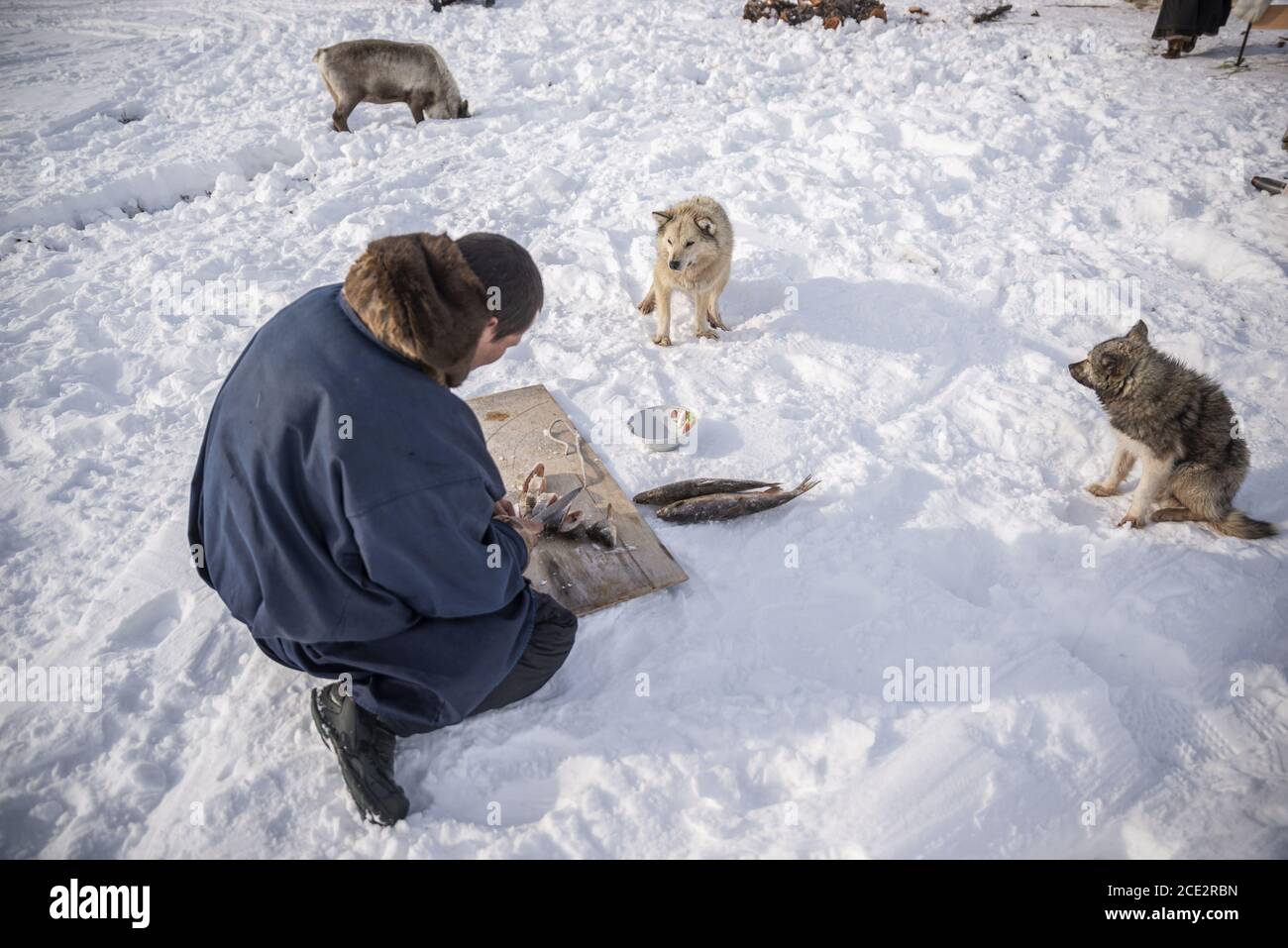 frozen fish for dogs