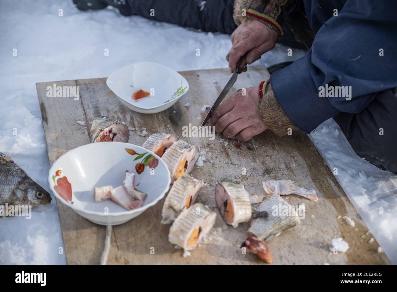 A Nenet man cutting a frozen fish in the snow, Yamalo-Nenets Autonomous ...