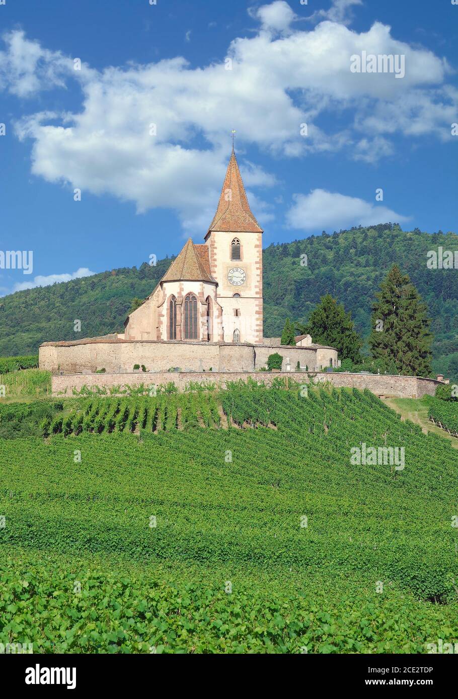Church in Vineyard of Hunawihr,Grand est region (former Alsace),France Stock Photo