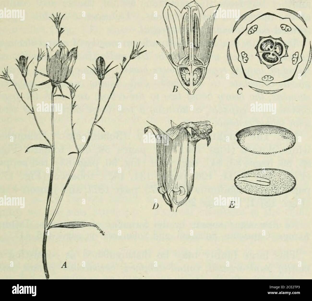 . Plants and their uses; an introduction to botany . THE MORNING-GLORY FAMILY 381. Fig. 299, II.^Creeping Bellflower {Campanula rapunculoides, BellflowerFamily, CampanulacecB). A, flowering branch. B, flower, cut verti-cally, enlarged., C, floral diagram. D, fruit opening by little doors atbase, enlarged. E, seed, entire, and cut vertically, enlarged. (Le-Maout and Decaisne.)—A perennial herb 30-90 cm. tall; flowersblue; fruit dry. Native home, Eurasia; run wild from gardens. the corolla and the dehiscence of the capsule. So completeis the coalescence of the petals in most members of the famil Stock Photo