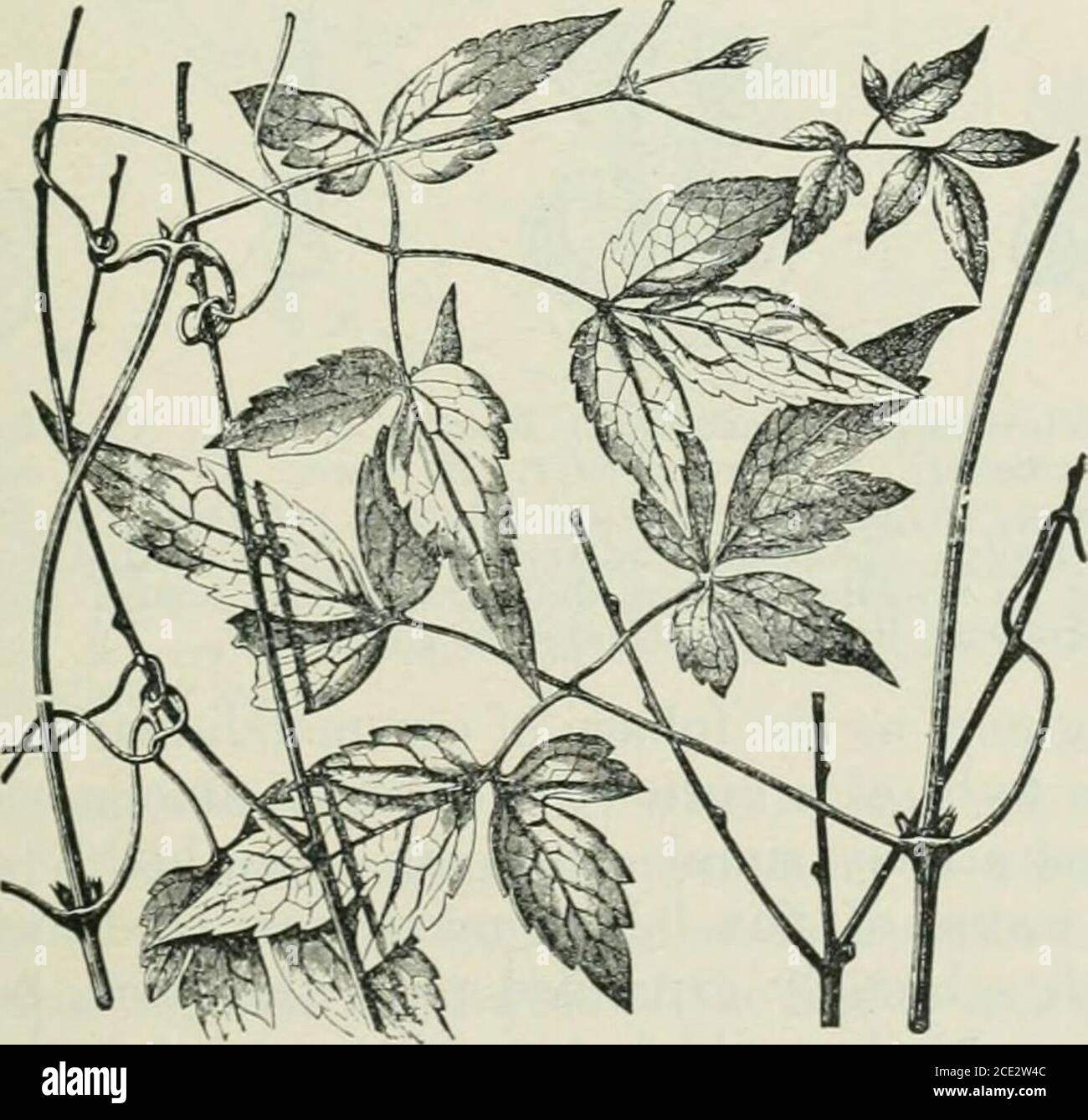 . Plants and their uses; an introduction to botany . Fig. 288, II.—Baneberry. .4, flower, cut vertically. B, floral diagram.C, stamen. D, pistil, enlarged. E, fruit. F, seed, entire and cutvertically. (LeMaout and Decaisne.). Fig. 289.—Mountain Clematis {Clematis alpina, Crowfoot Family, Ranun-culaceae). Part of plant climbing by means of its leaf-stalks used astendrils. (Kerner.)—A somewhat woody climber with stems nearly2 m. long, bright blue flowers and hairy-tailed fruits. Native homeEurasia and Northwestern North America; cultivated. 33G THE CROWFOOT FA:IILY the wood-ancmony and the Chri Stock Photo