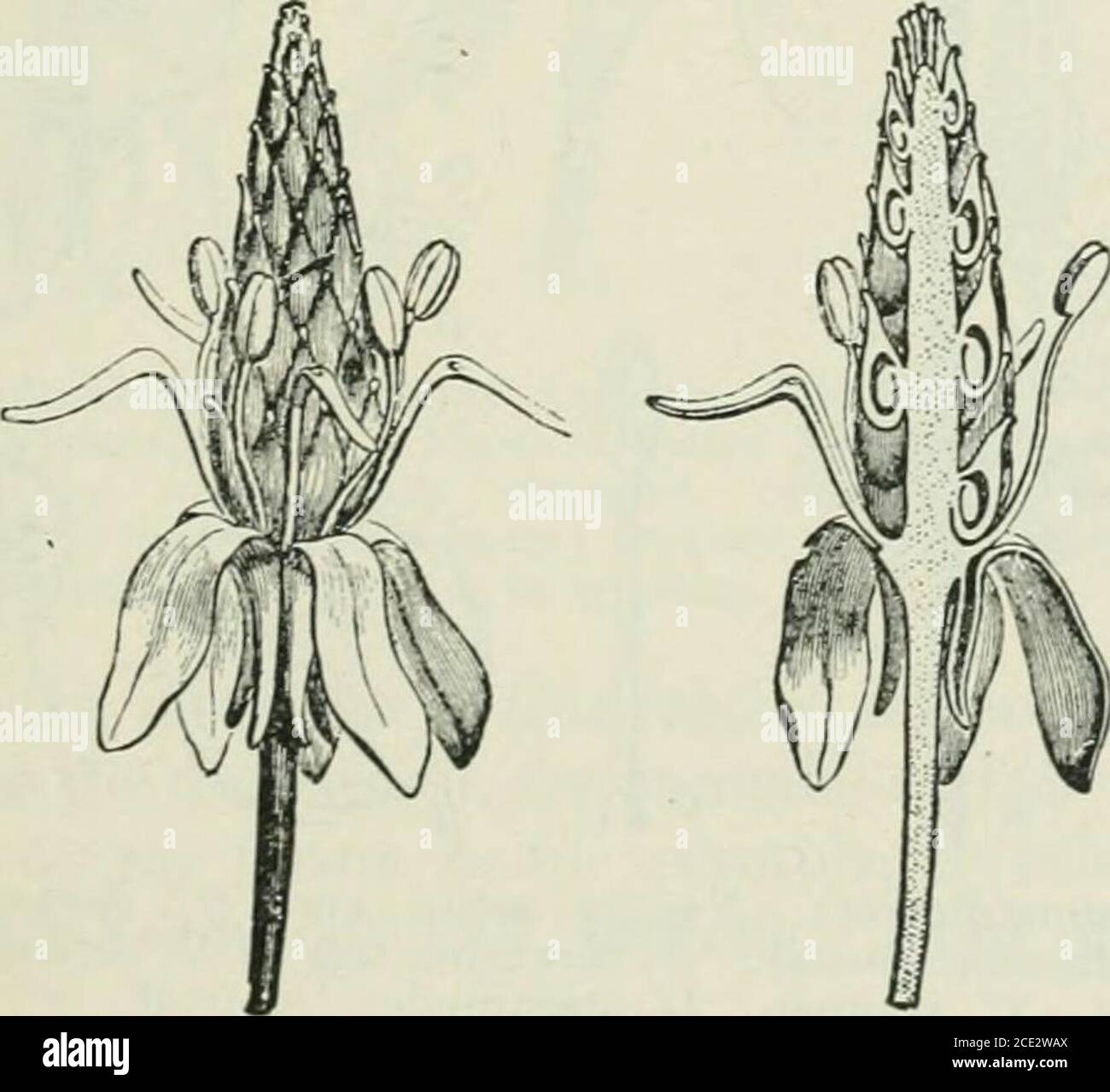 rose diagram flower rose diagram flower