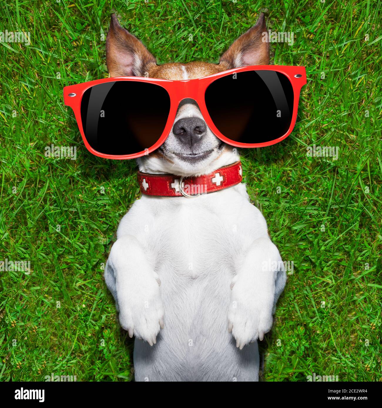 very funny dog Stock Photo - Alamy