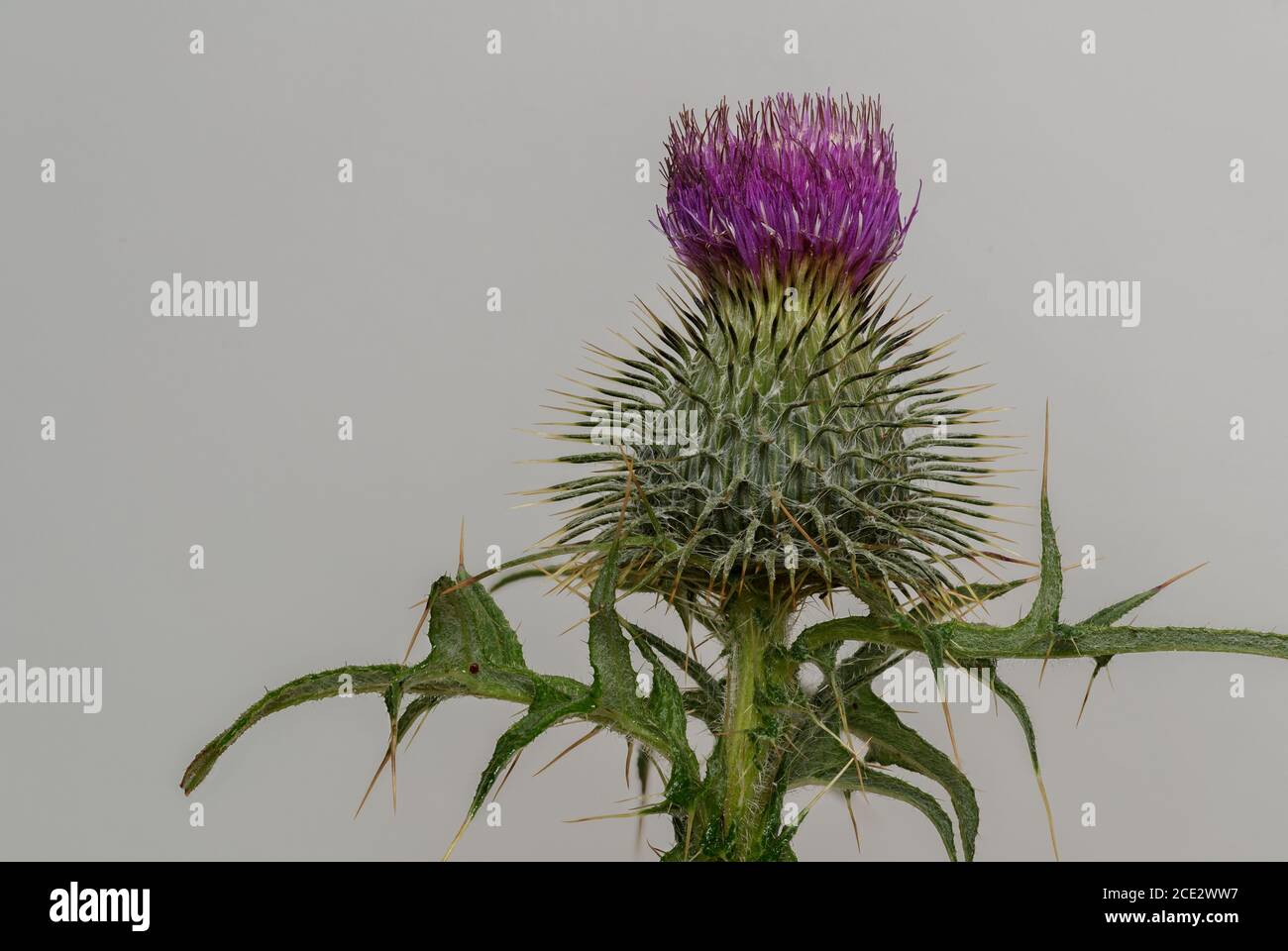Thistle Scotland Emblem High Resolution Stock Photography and Images