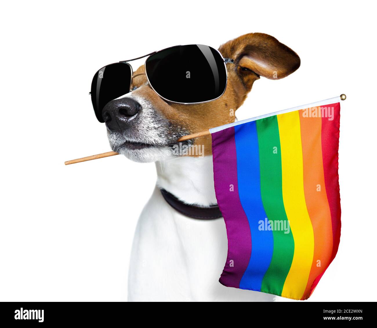 Gay dog hires stock photography and images Alamy