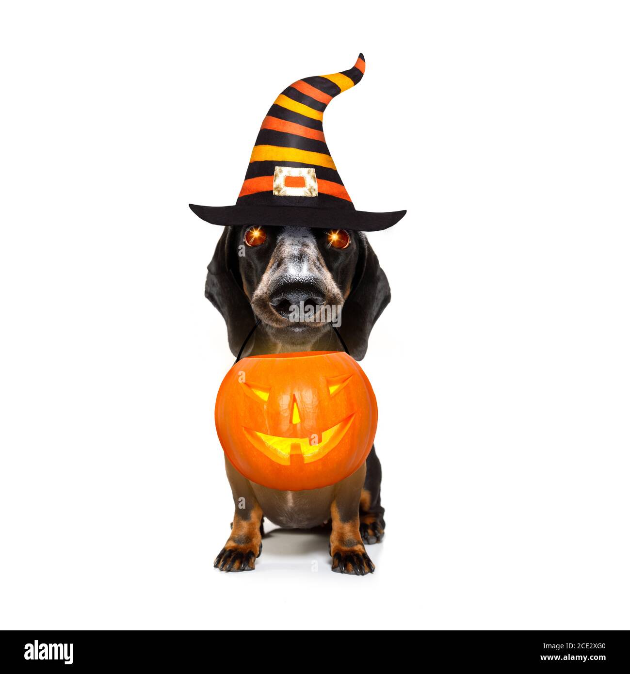 halloween ghost dog trick or treat Stock Photo - Alamy