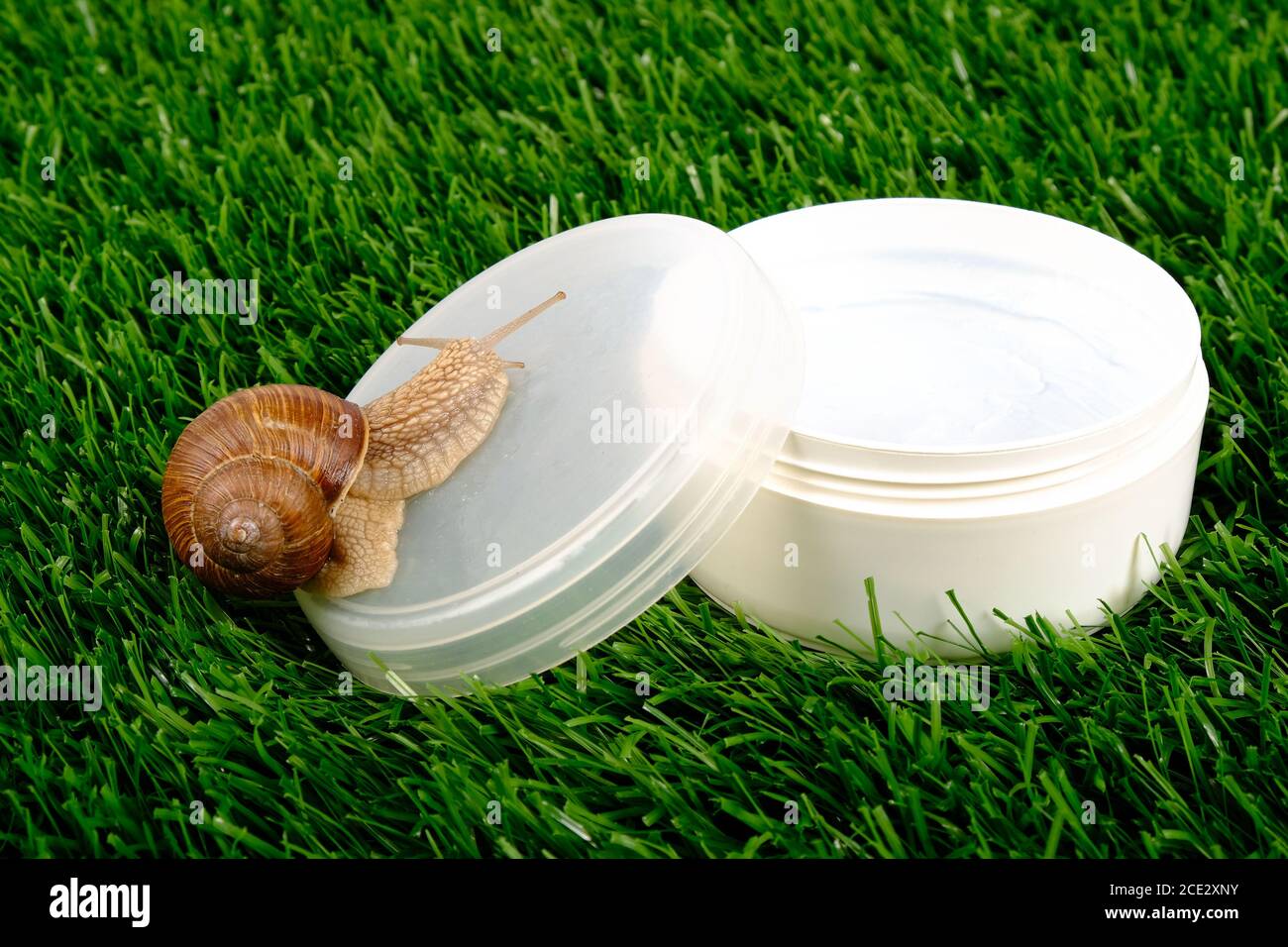 snail cosmetics, beauty skin care products. Stock Photo