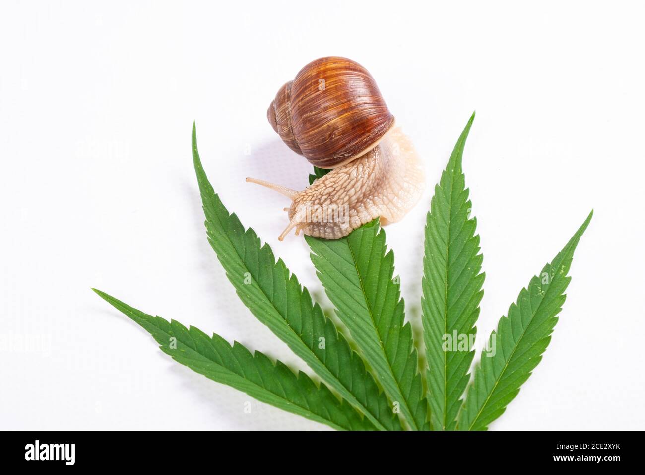 snail on green cannabis leaf, marijuana pests. Stock Photo