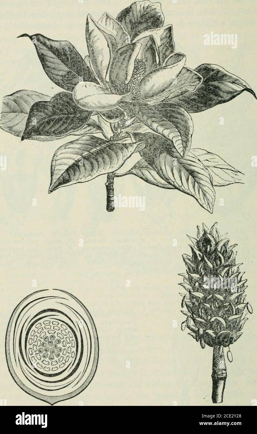 . Plants and their uses; an introduction to botany . 262 INDUSTRIAL PLANTS. Fig. 250, Magnolia, Bull Bay {Magnolia grandiflora. Magnolia Family.Magnoliacece). Flowering branch. Floral diagram. Fruit. (Baillon.)—Tree growing 24 m. tall; leaves evergreen; flowers white, fragrant;fruit rusty brown; seeds bright red, dangling on threads. Native home,North Carolina to Texas. TRUE WOODS 263 Cherry as found in the lumber market is almost entirelythe wood of the wild black cherry (Fig. 247) although thewood of other species may sometimes be offered. Its finetexture and attractive color make it one of Stock Photo