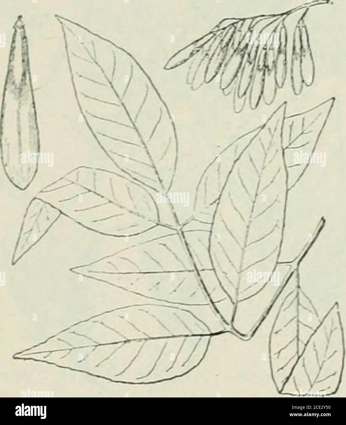 . Plants and their uses; an introduction to botany . Fig. 244.—Americau Elm {ilmus americana. Elm Family, Ulmacece).Leafy branch, §. Flower-cluster. Fruit-cluster. Single fruit. (Brit-ton and Brown.)—Tree growing 36 m. tali; bark graj, flaky; leavesslightly rough; flowers greenish; fruit yellowish brown. Native home,Eastern North America. Fig. 245.—White Ash {Fraxinus americana, Olive Family, Oleacece). Leaf,about 3. Fruit-cluster. Fruit. (Britton and Brown.):—Tree growing40 m. tall; bark gray, furrowed; leaves dark green above; flowersbronze-green; fruit buff. Native home, Eastern North Ameri Stock Photo