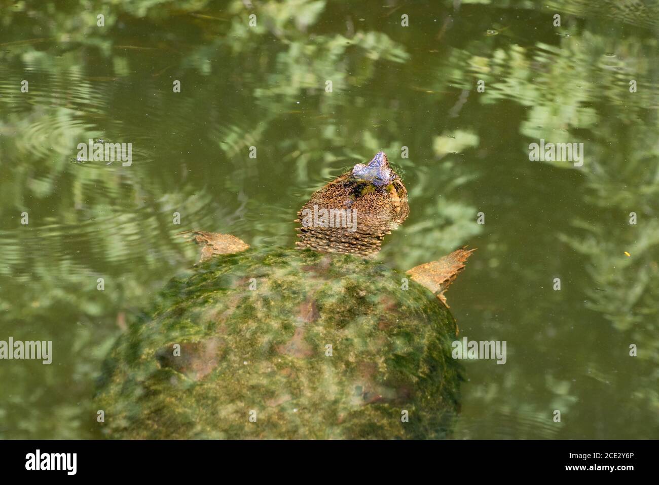 A mossy snapping turtle swimming in a murky lake Stock Photo
