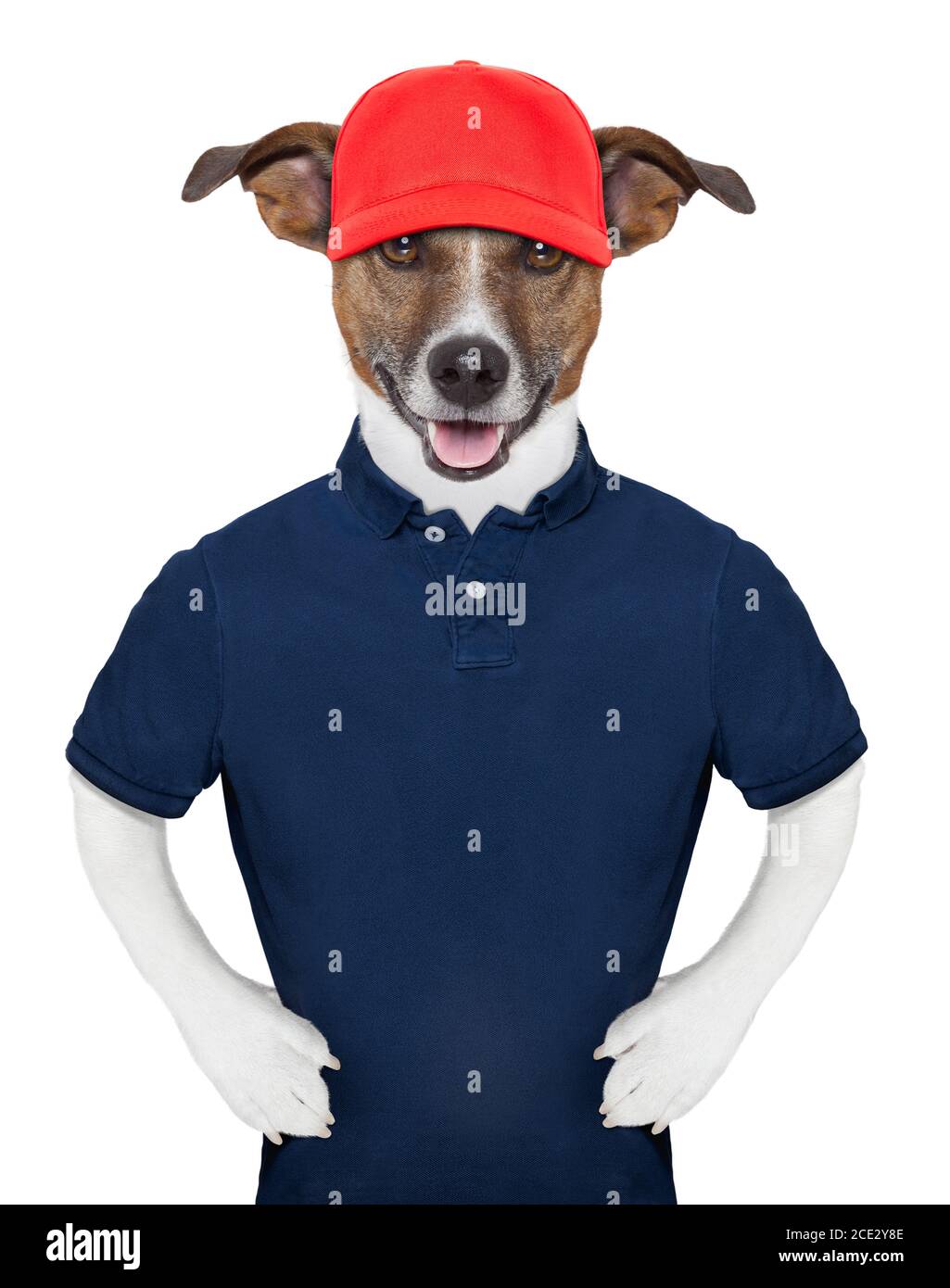 Consultant dog hires stock photography and images Alamy