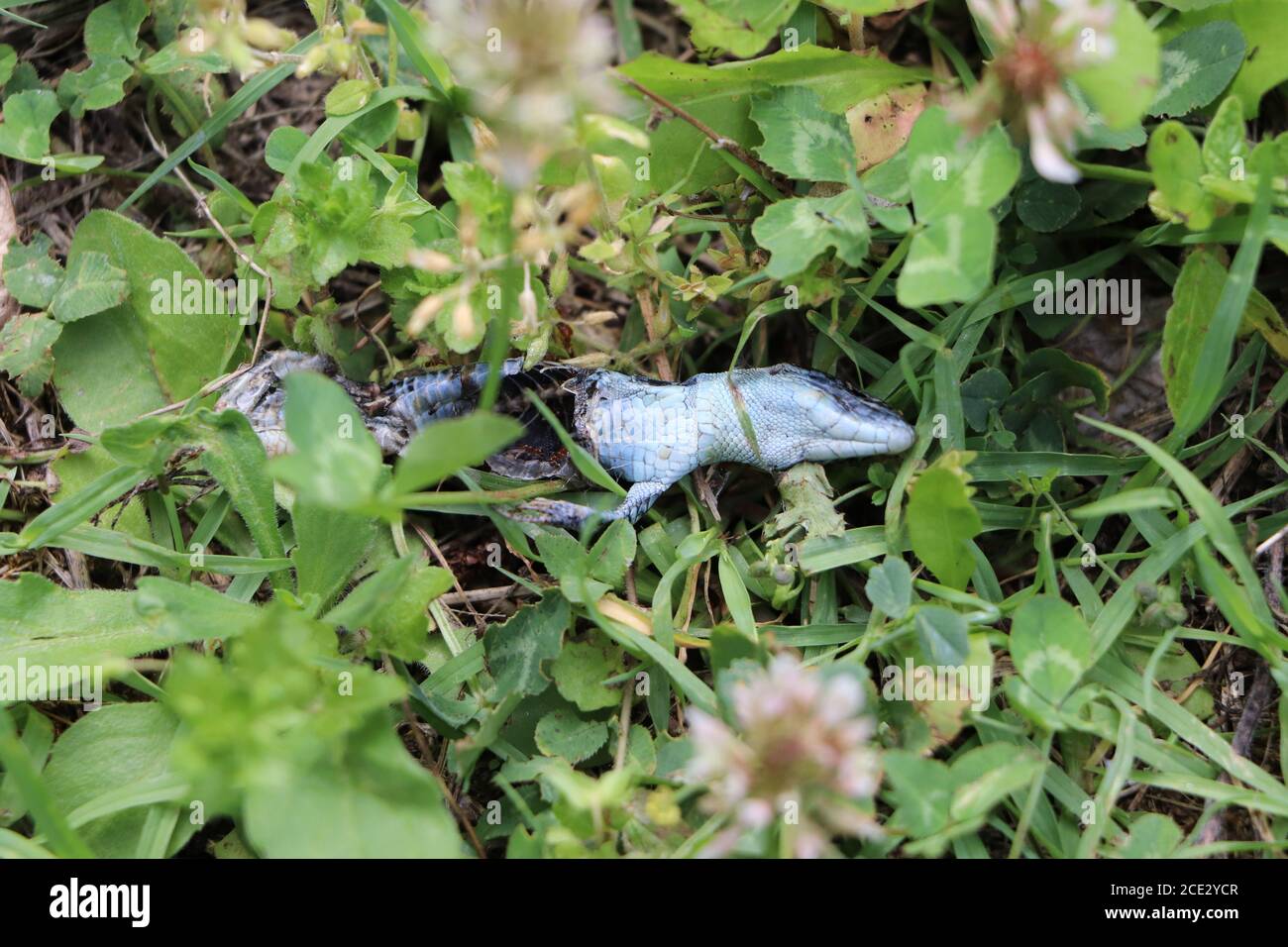 dead lizard decomposing in the garden Stock Photo